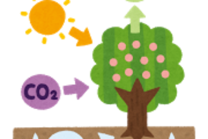 tree_kougousei