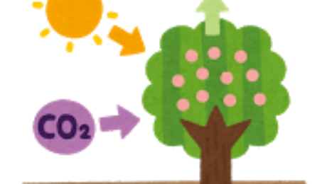 tree_kougousei